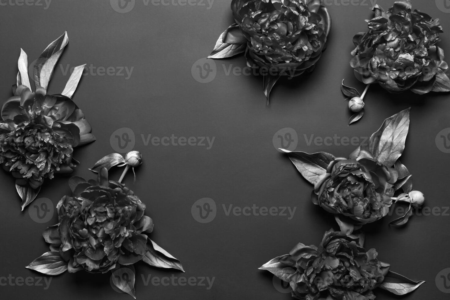 Surreal black and white peonies frame on black background. Dark floral background photo