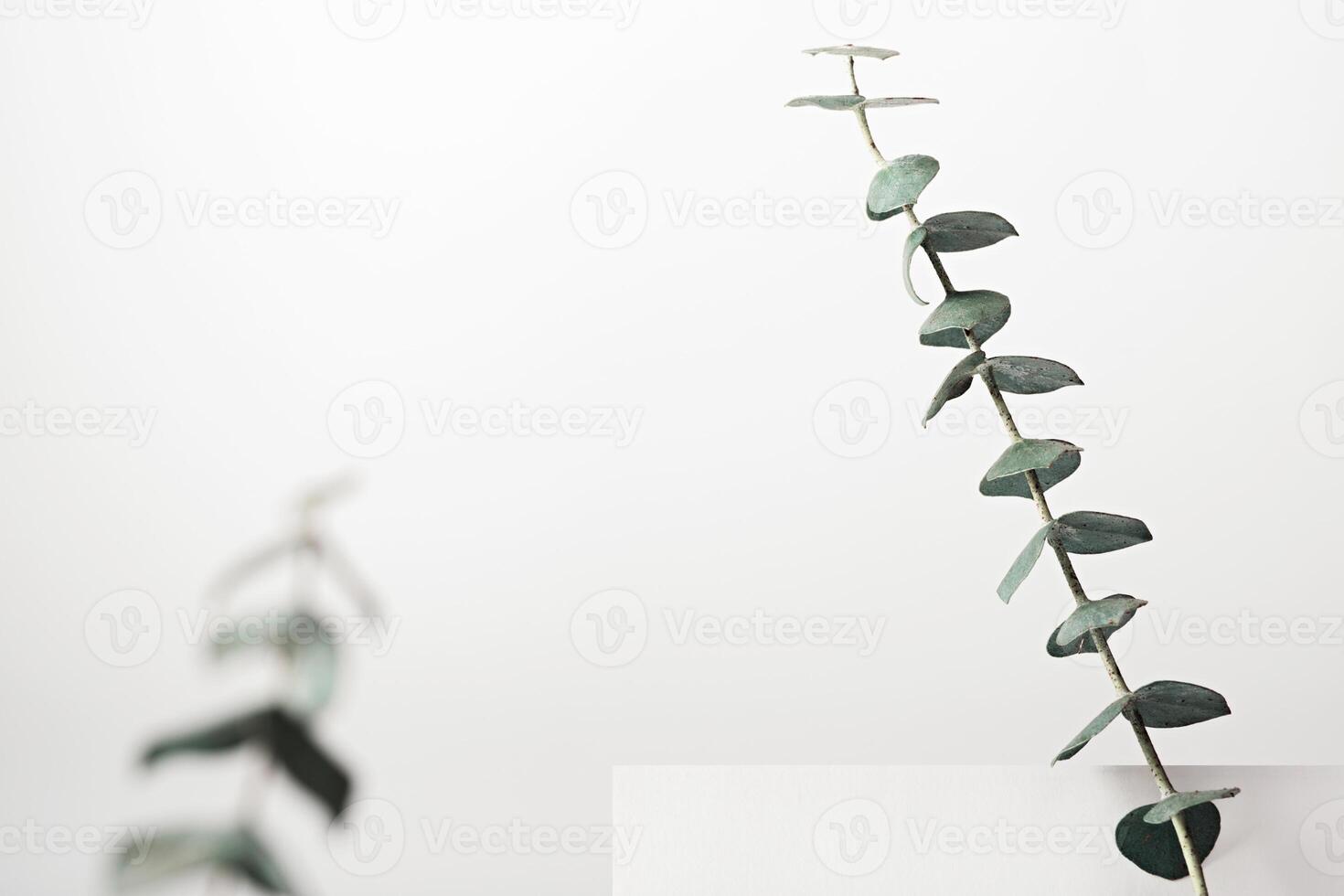 Premium podium on white background with eucalyptus branches. Mock up for presentation of cosmetic products photo