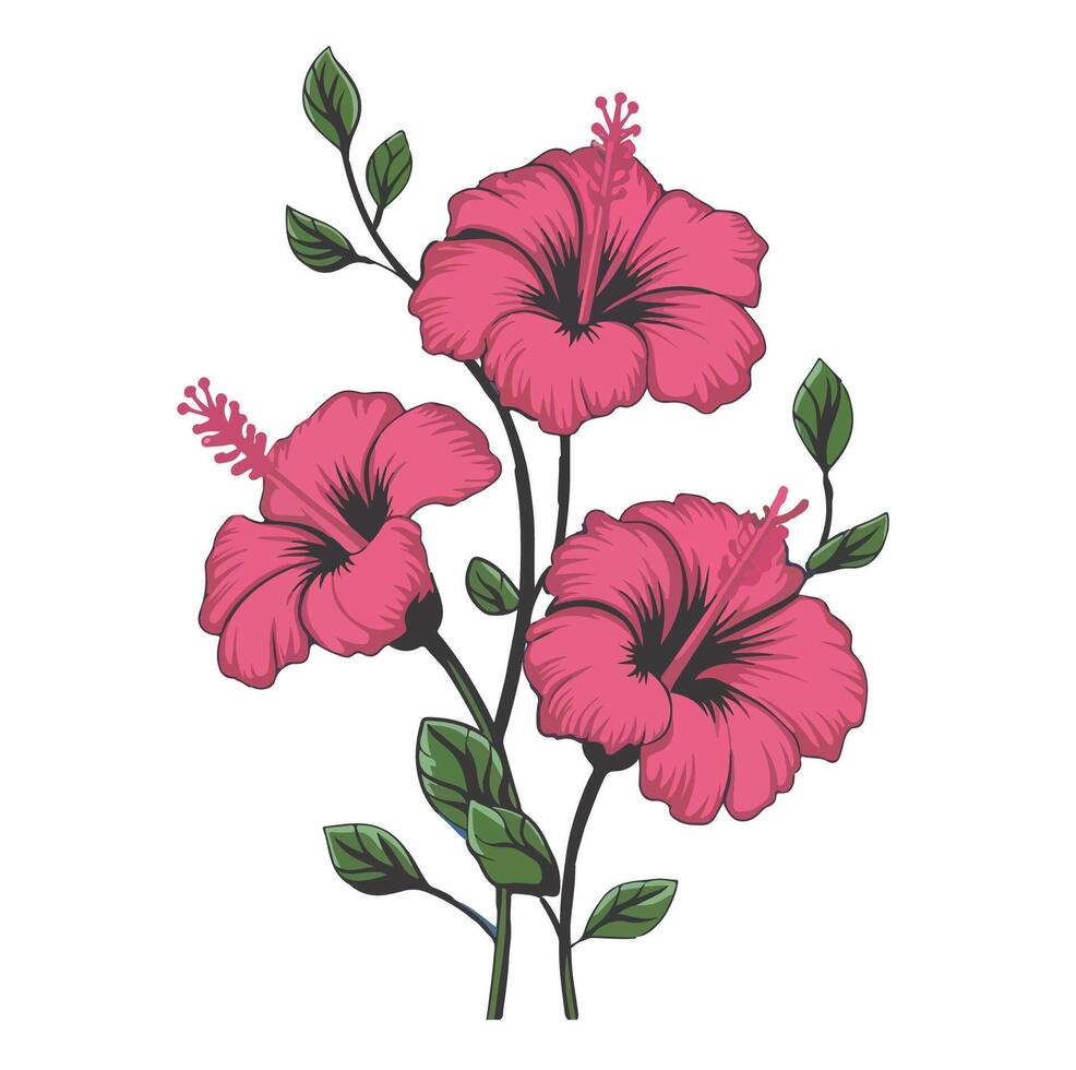 Elegant Pink Hibiscus Blooms vector