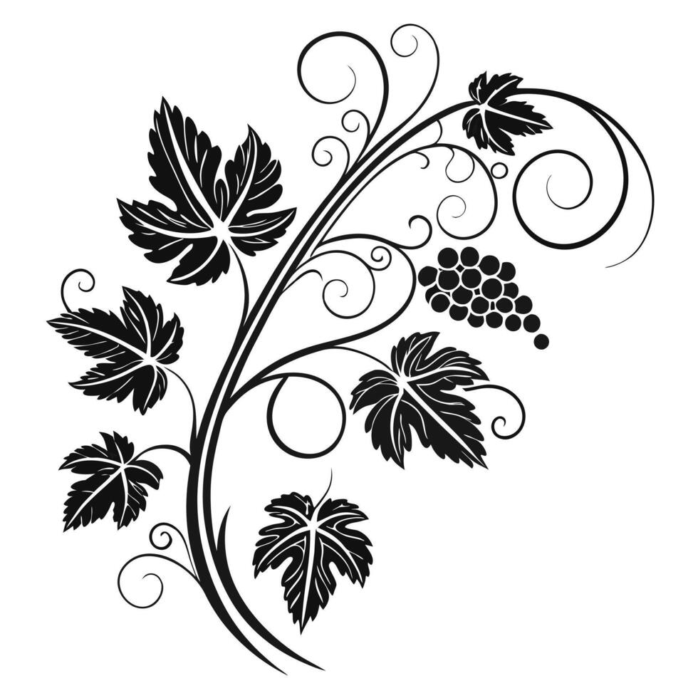 black and white vine with grapes and leaves vector