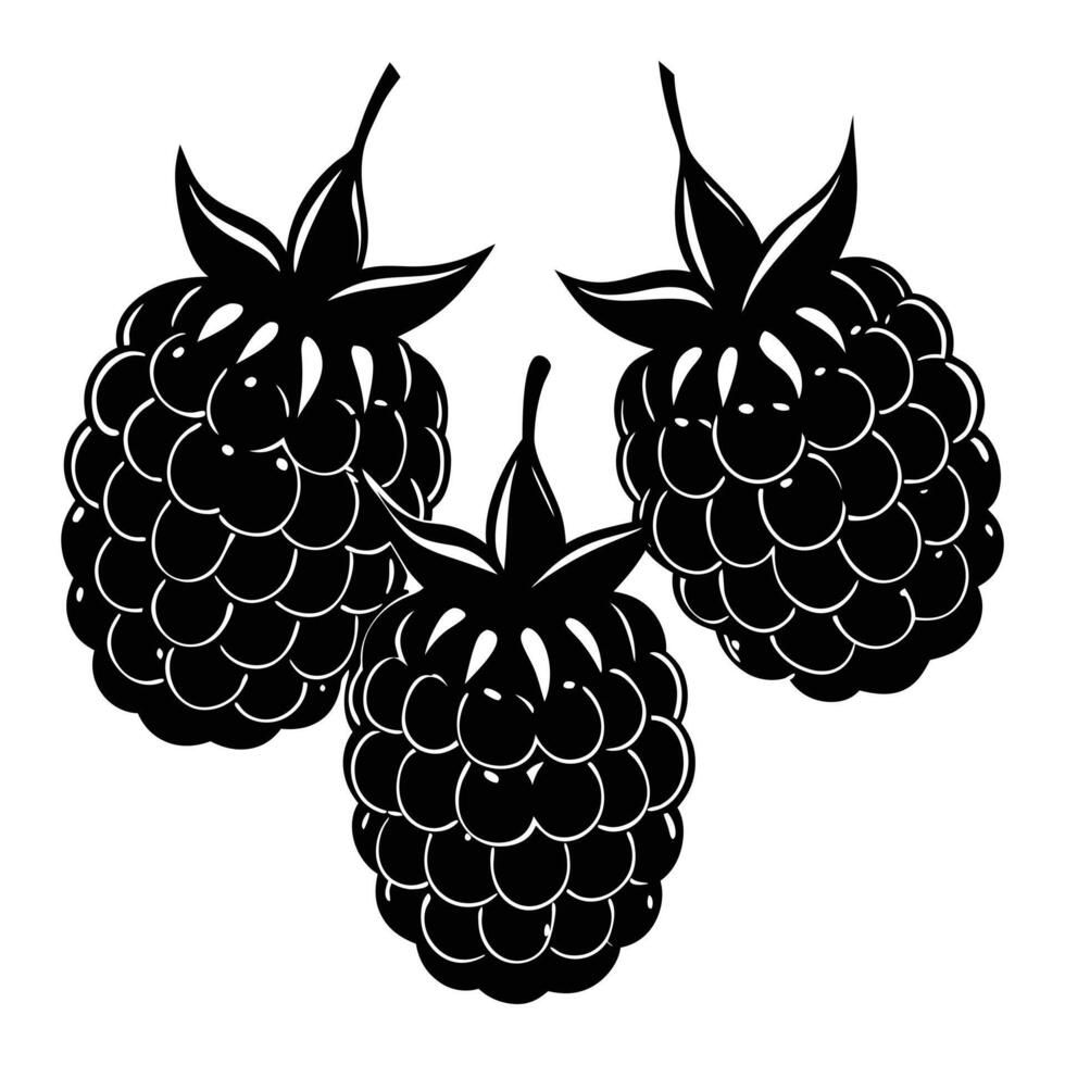 blackberry fruit white background. vector
