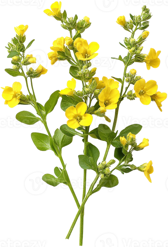 Yellow flowers decorate png