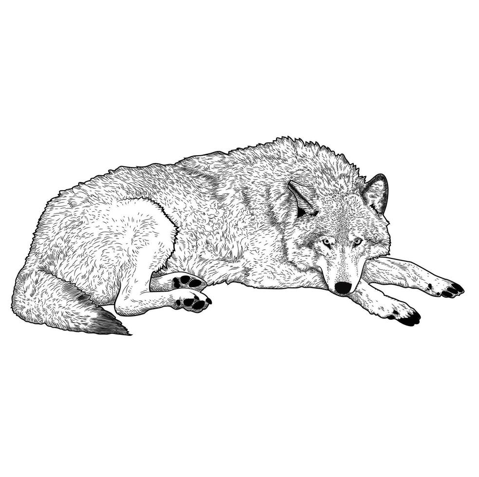 drawing of a wolf laying down on the ground vector
