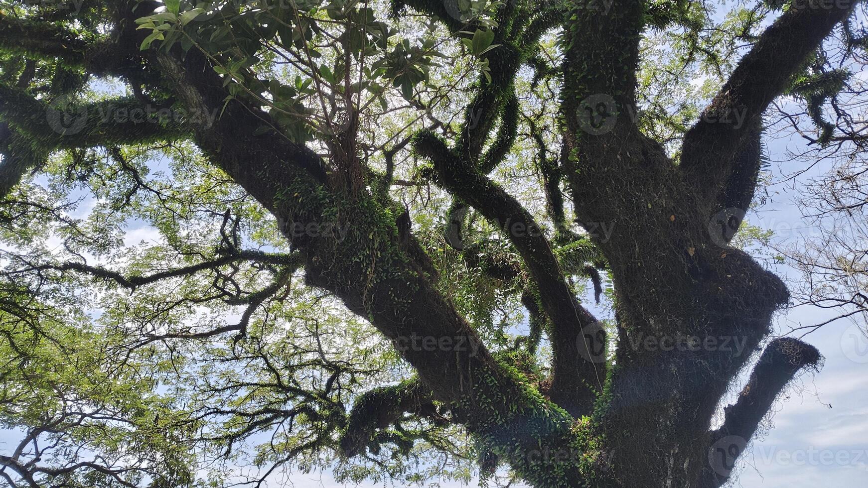 Large tree with sprawling branches covered in moss and lush green leaves photo