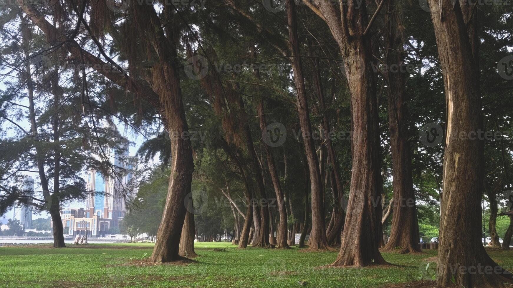 A scenic urban park with tall trees and green grass, featuring a modern city skyline in the background photo