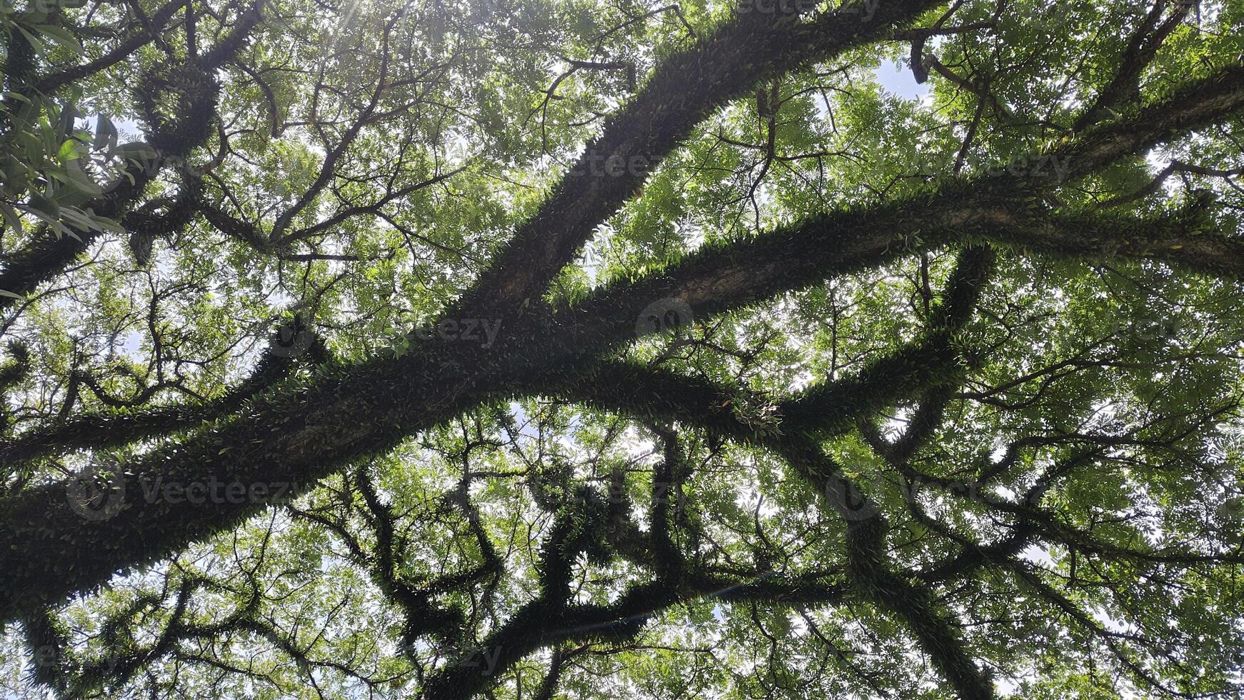 A majestic tree with sprawling branches covered in moss and green foliage against a bright sky photo