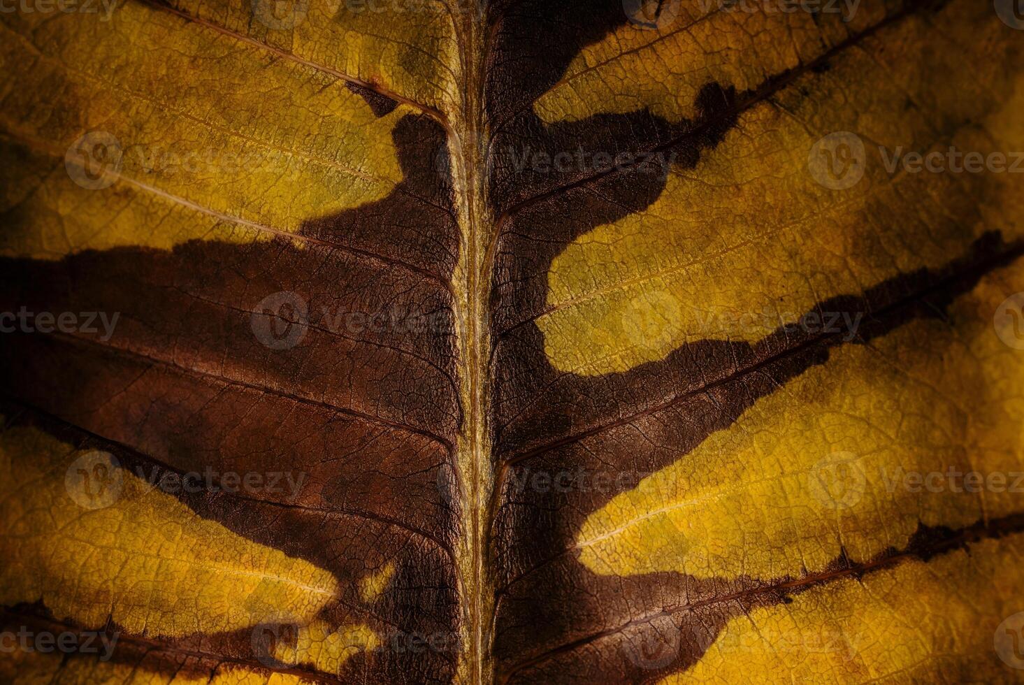 Dry Natural Leaf Texture Background. Closeup Macro of Dried Yellow Gold Brown Leaf Surface photo