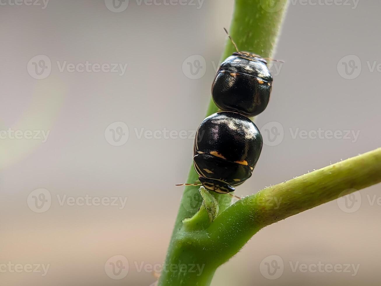 Two shield insects, Plataspidae, with yellow spots are mating on the stems of green plants. photo