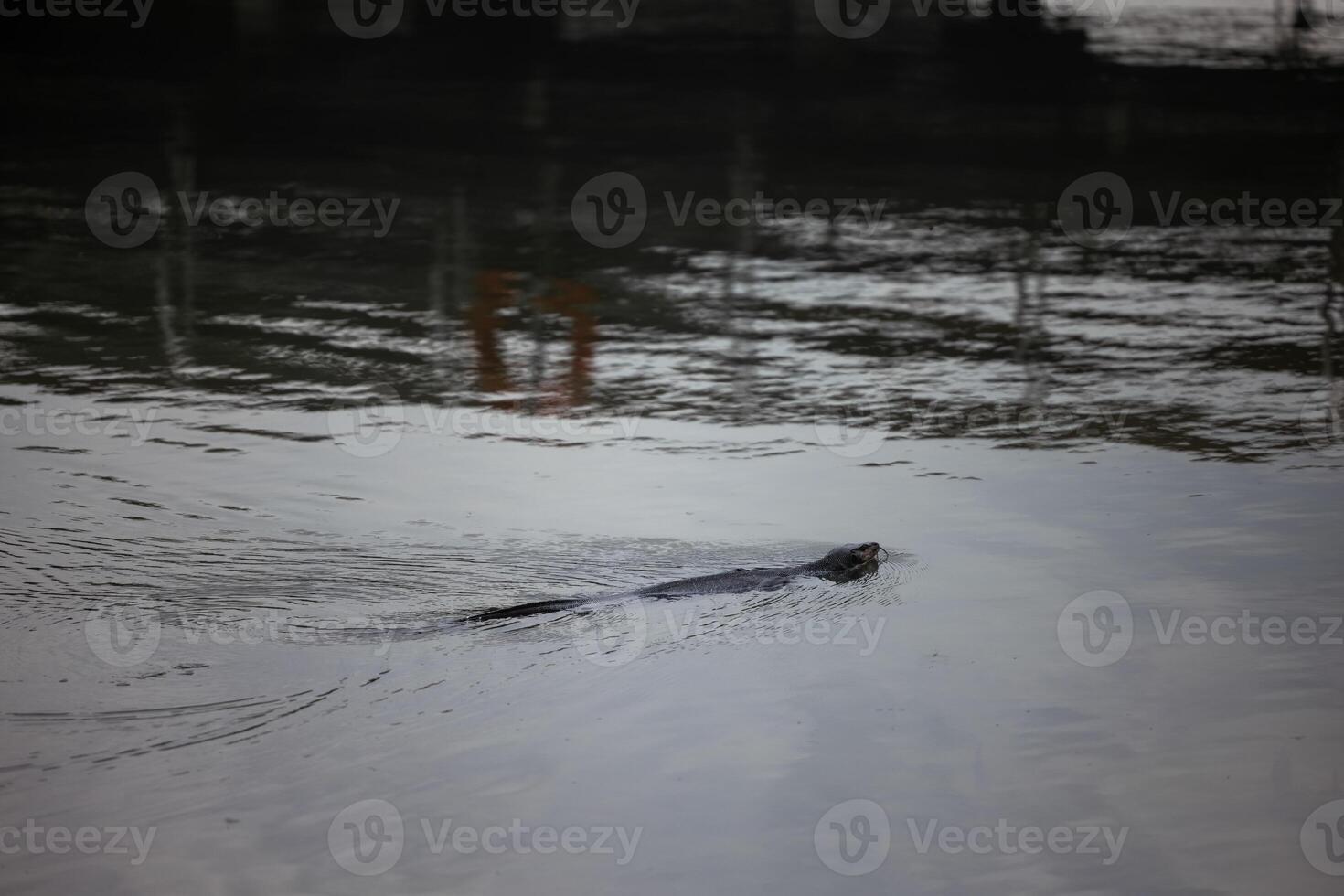 Nutria swims in a channel with muddy water in natural conditions. A wave comes from it and attracts attention. There is no one else in the pond.The animal swims in the middle of the frame.Environment photo