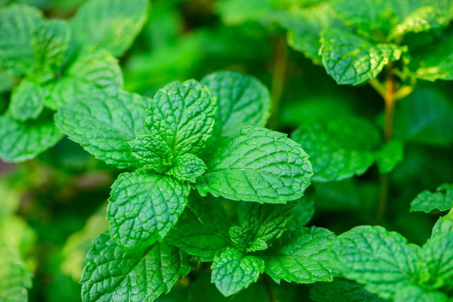 Fresh green leaves of mint, lemon balm, peppermint top view. Mint leaf texture. Mint leaves pattern spearmint herbs background photo