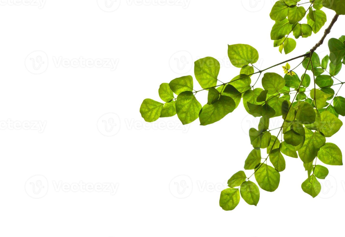 Green leaves isolated on white background photo