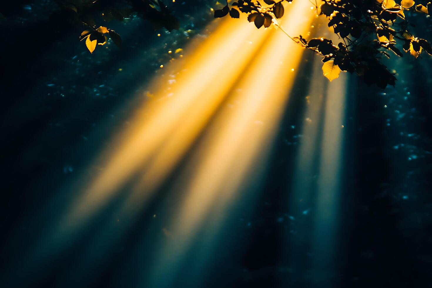 Sunlight beams through tree leaves in a forest photo