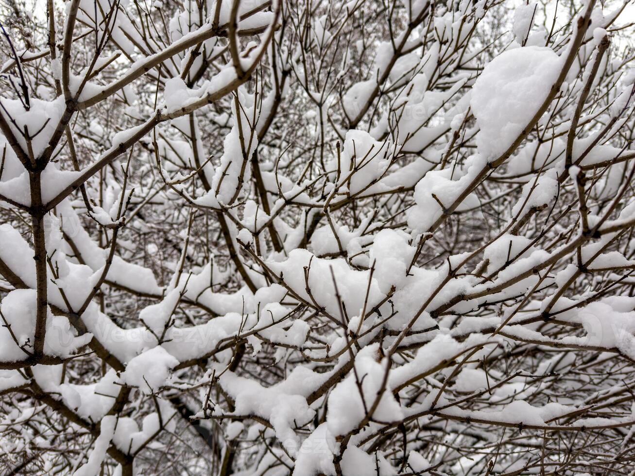 A mesmerizing close-up of tree branches covered in freshly fallen snow, forming intricate patterns against a muted winter sky. The delicate balance of snow adds a serene and peaceful touch photo