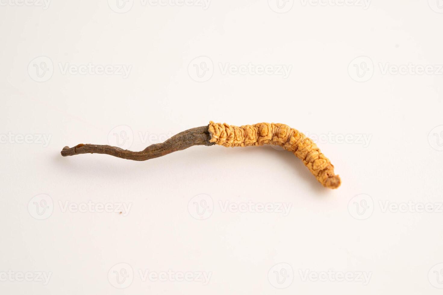 Cordyceps sinensis or Ophiocordyceps sinensis isolated on white background, mushroom photo