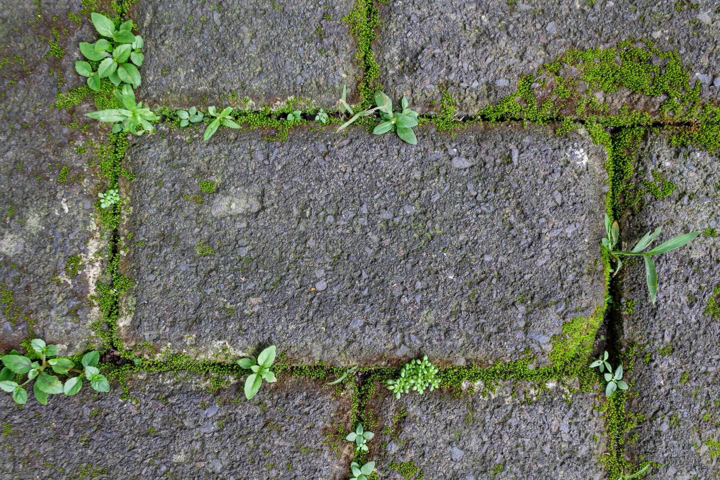 Background of Paving Surface with Moss and Green Grass Growth for Natural and Environmental Concept Projects. photo