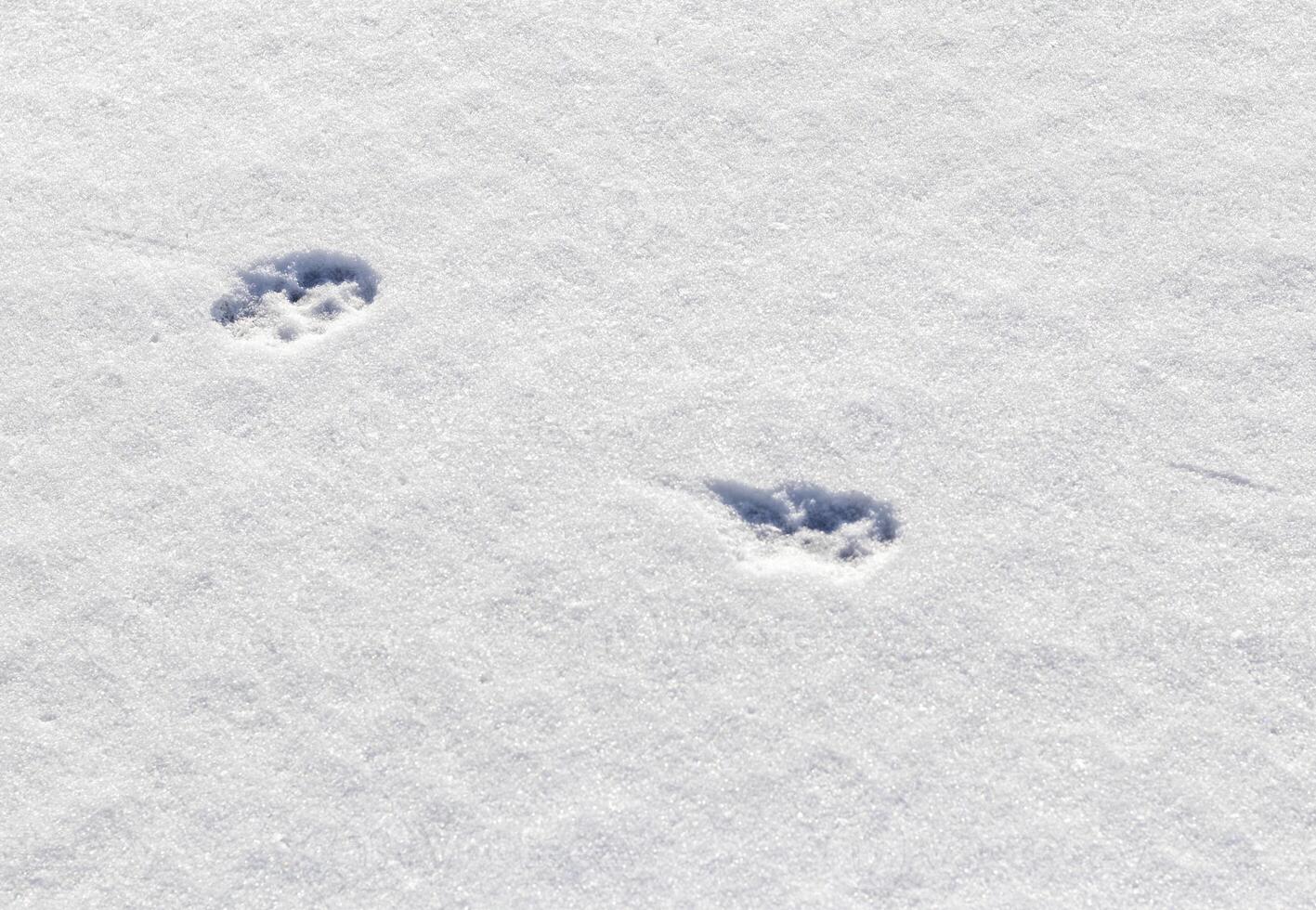 animal footprints on the snow. Wildlife photo
