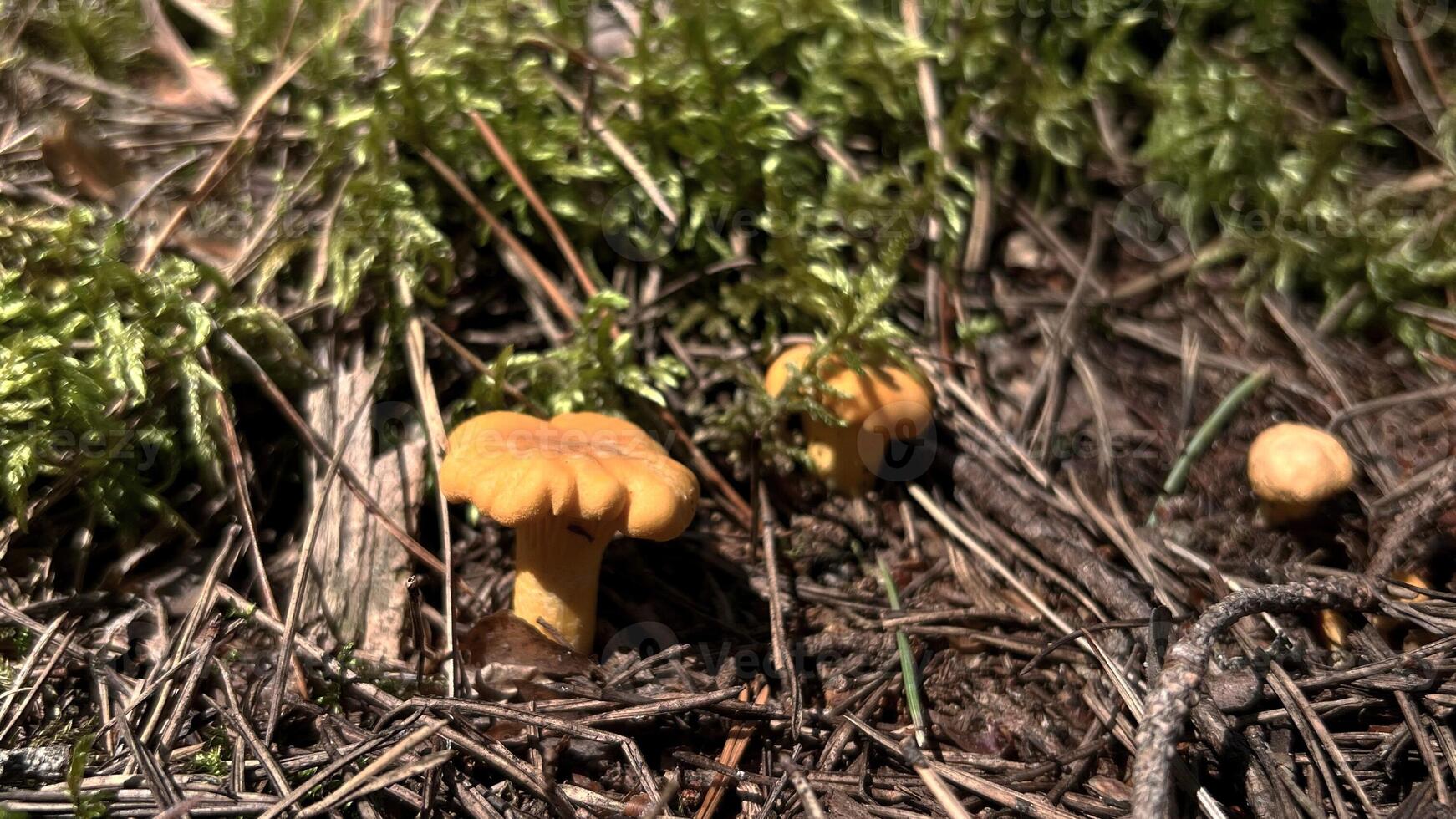 mushroom in the forest photo