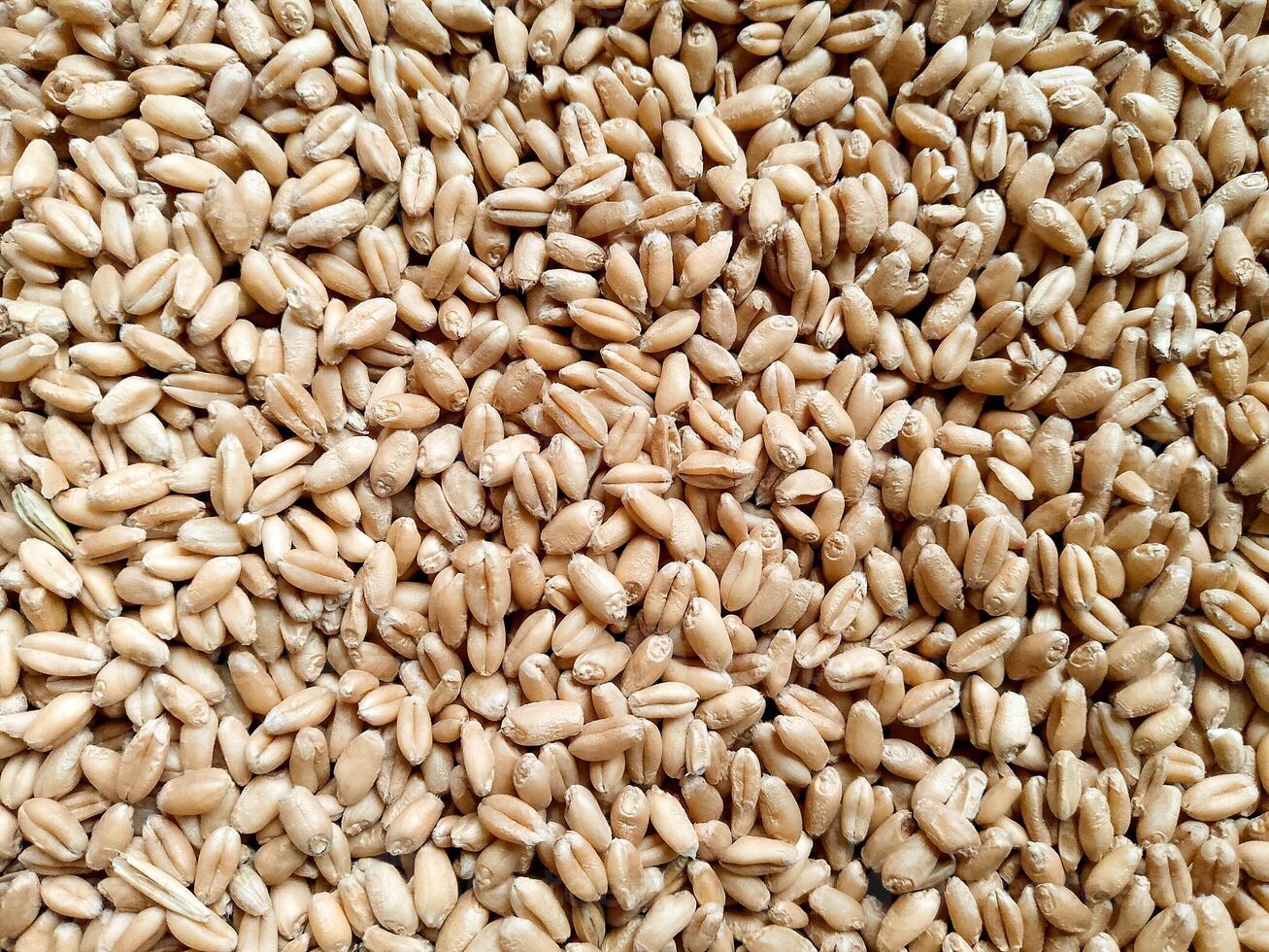 Wheat Grain Background - Primary Food photo
