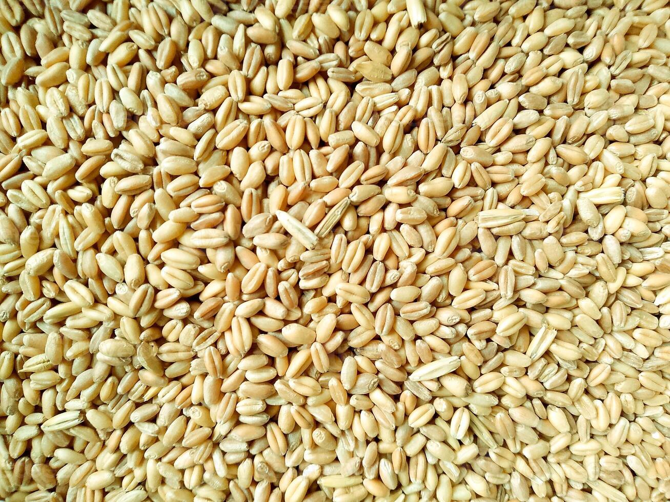White Wheat Grain Background - Primary Food photo