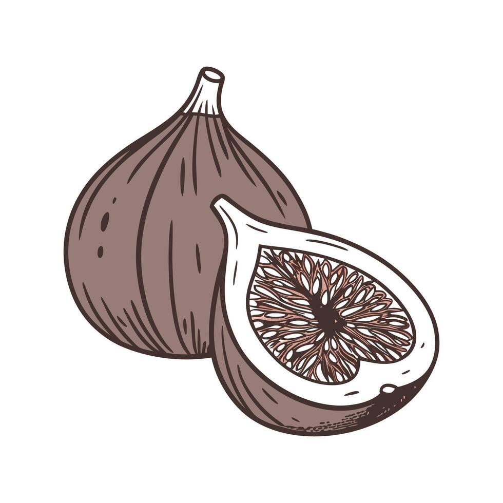 Delicious Fig Mash Healthy Option vector