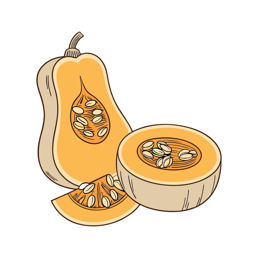 Creamy Soft Butternut Squash Cubes for Nutritional Meals vector