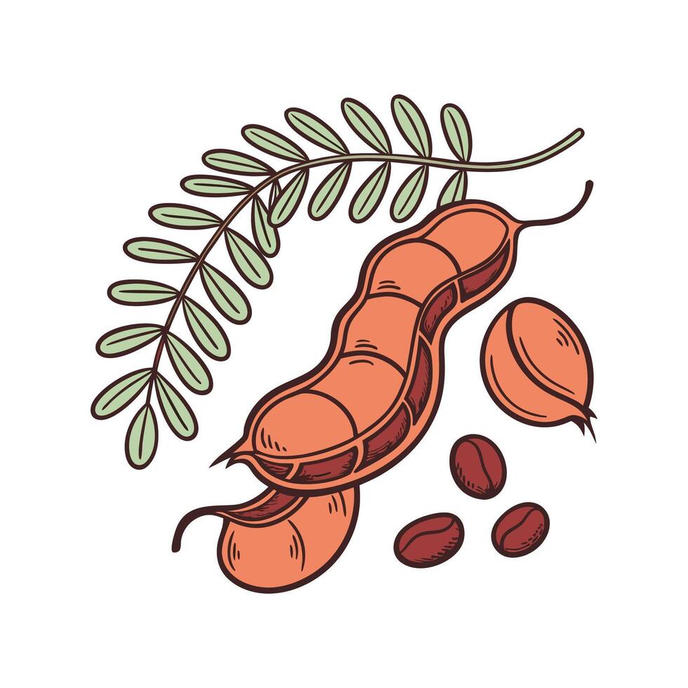 Tamarind Mash Culinary Illustration on White vector