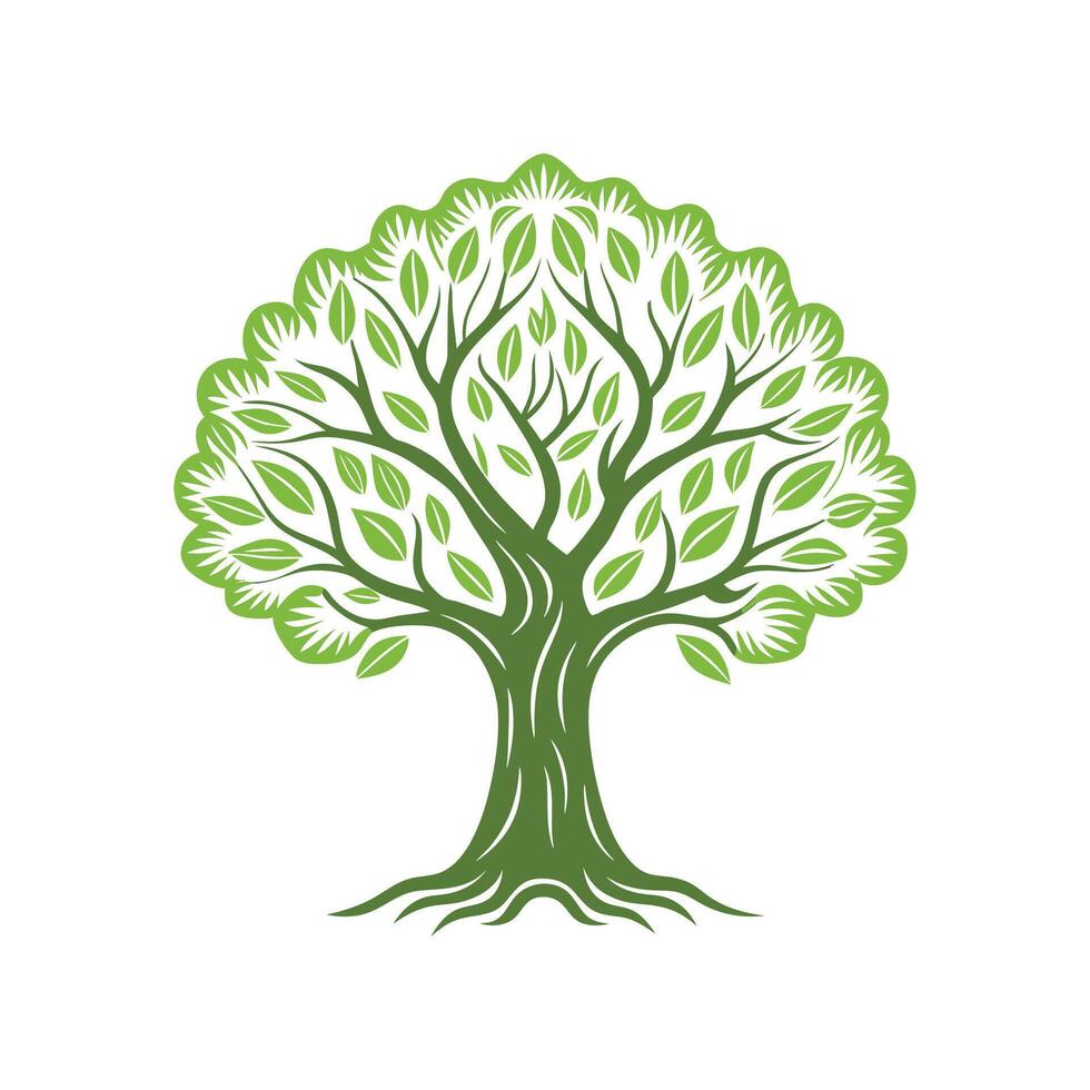 Distinctive Outline of European Olive Tree vector