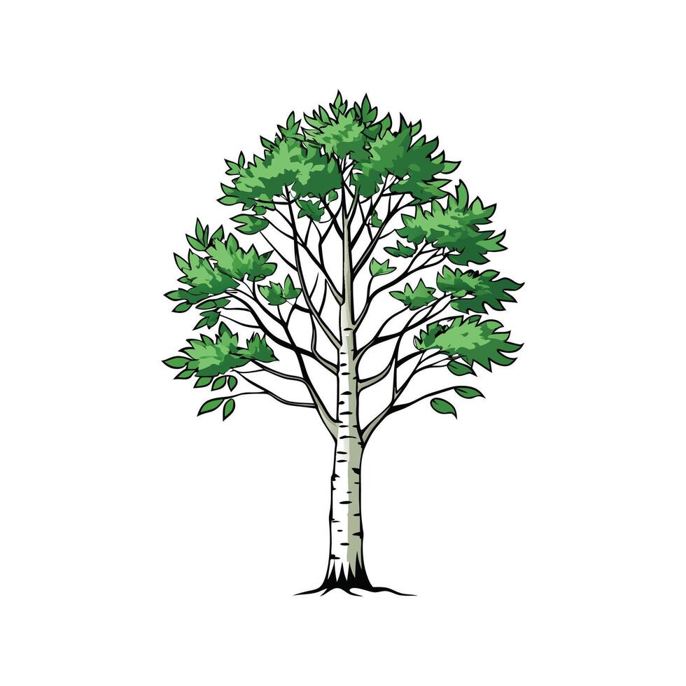 Distinct Birch Tree Outline Art vector