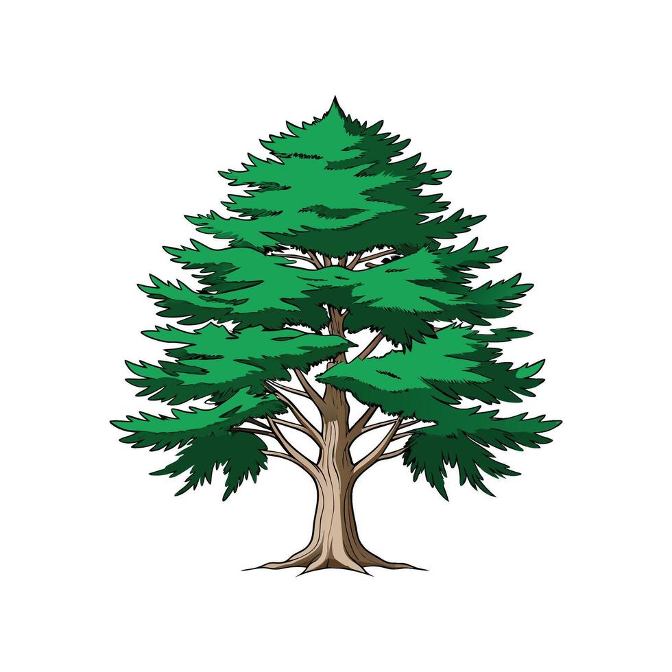 Realistic Eastern White Cedar Tree Bold Outline Design 1 vector