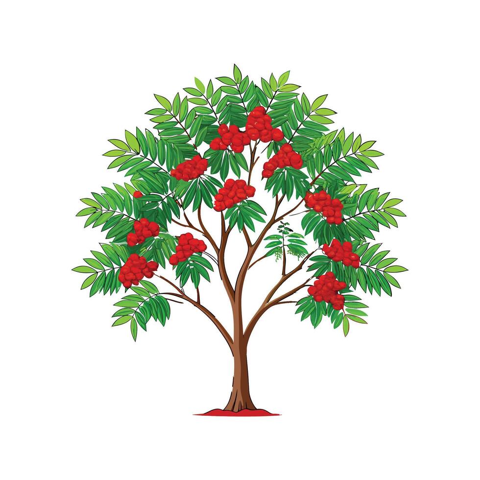 Stylish Realistic Mountain Ash Tree Outline vector