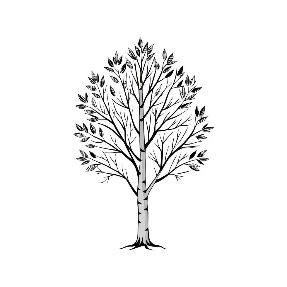Realistic Silver Birch Tree Bold Outline Design 3 vector