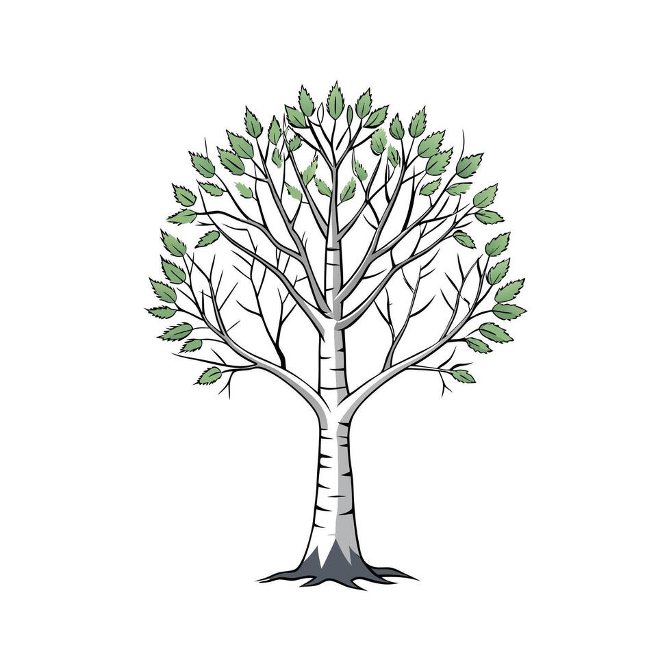 Realistic Silver Birch Tree Bold Outline Design 1 vector