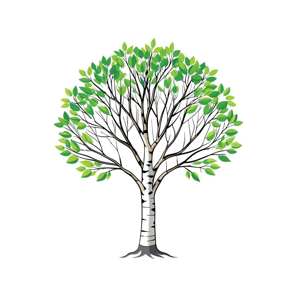Realistic Sweet Birch Tree Bold Outline Design 1 vector