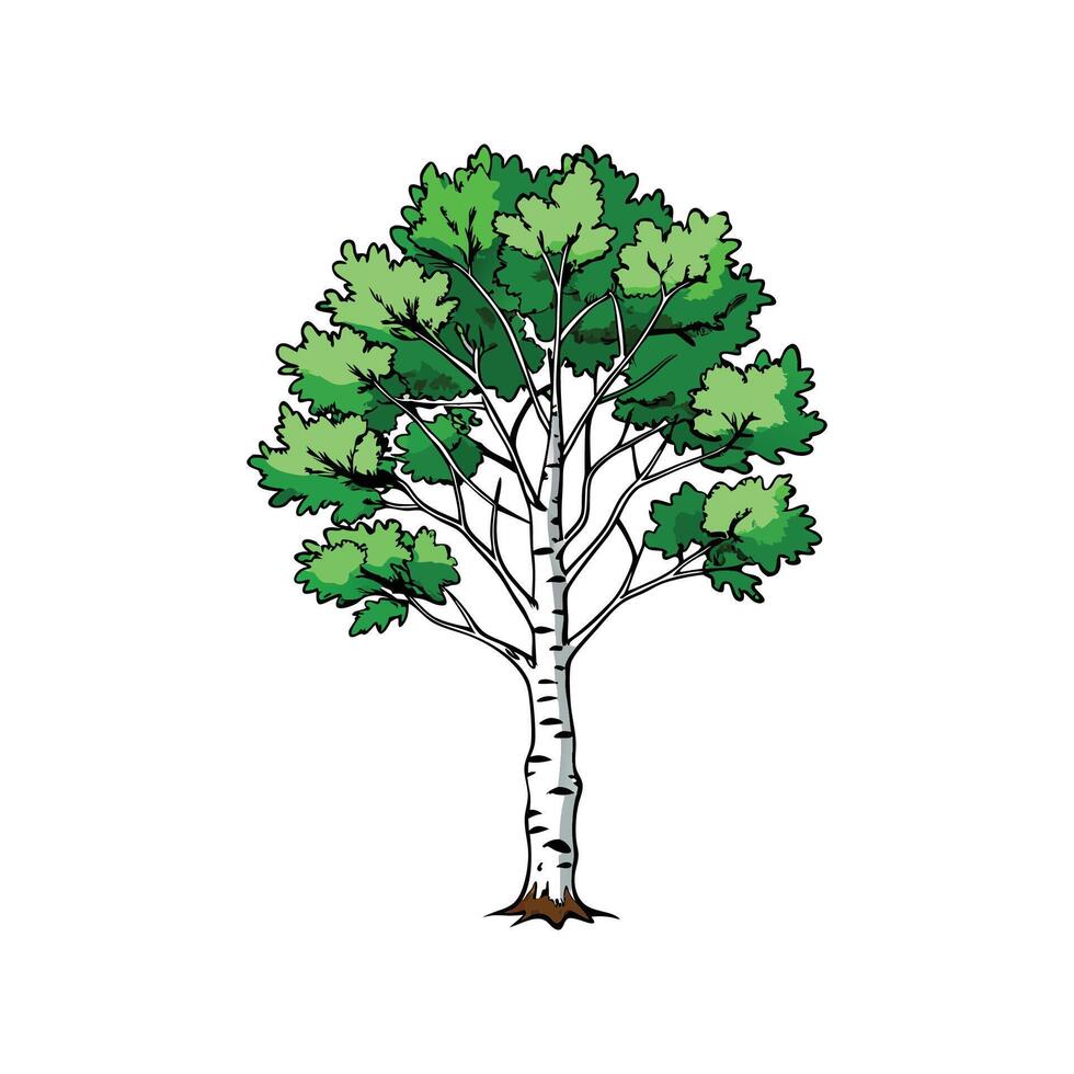 Realistic Sweet Birch Tree Bold Outline Design 3 vector