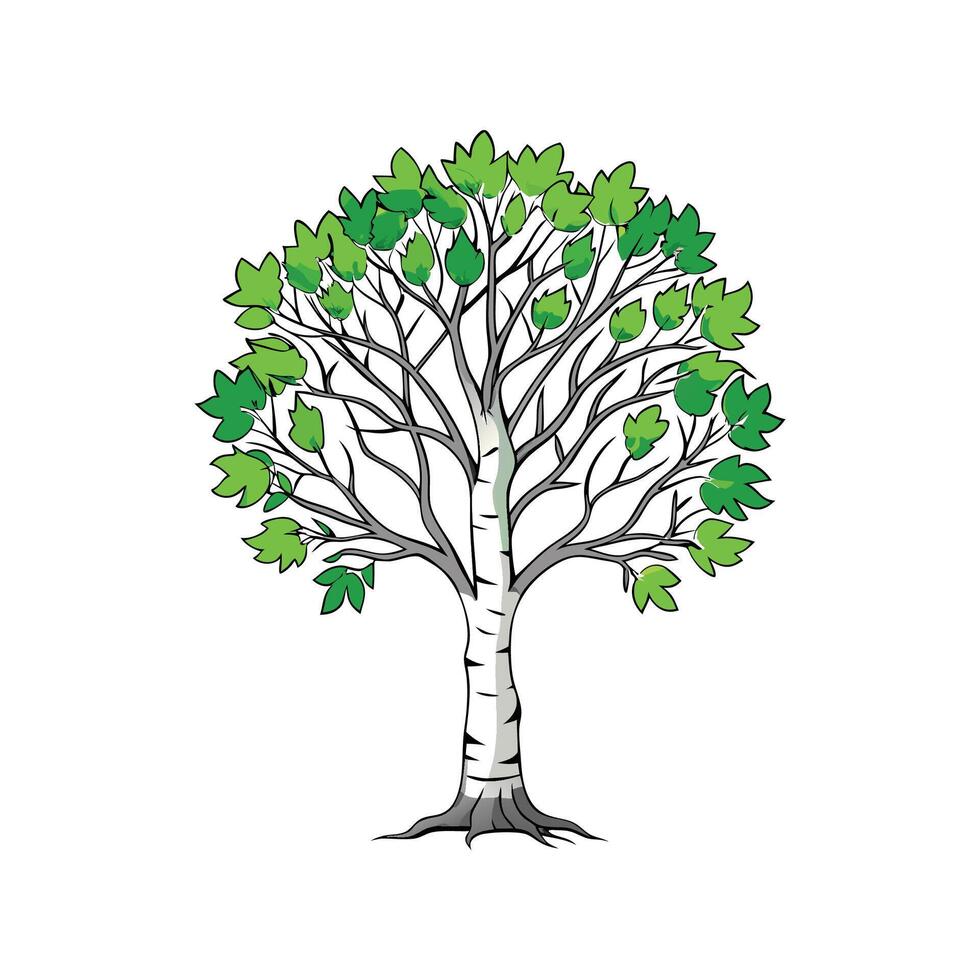 Distinct Sweet Birch Tree Outline Art vector
