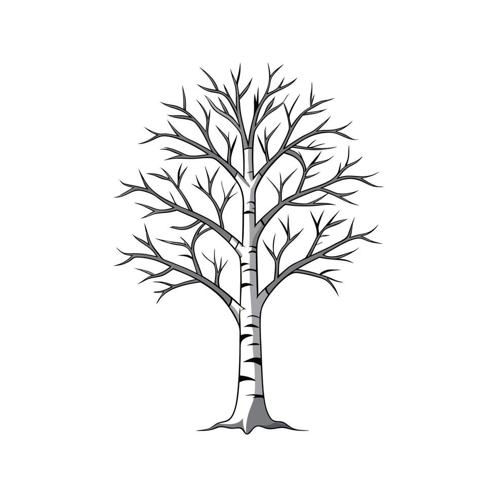 Realistic Silver Birch Tree Bold Outline Design 1. vector