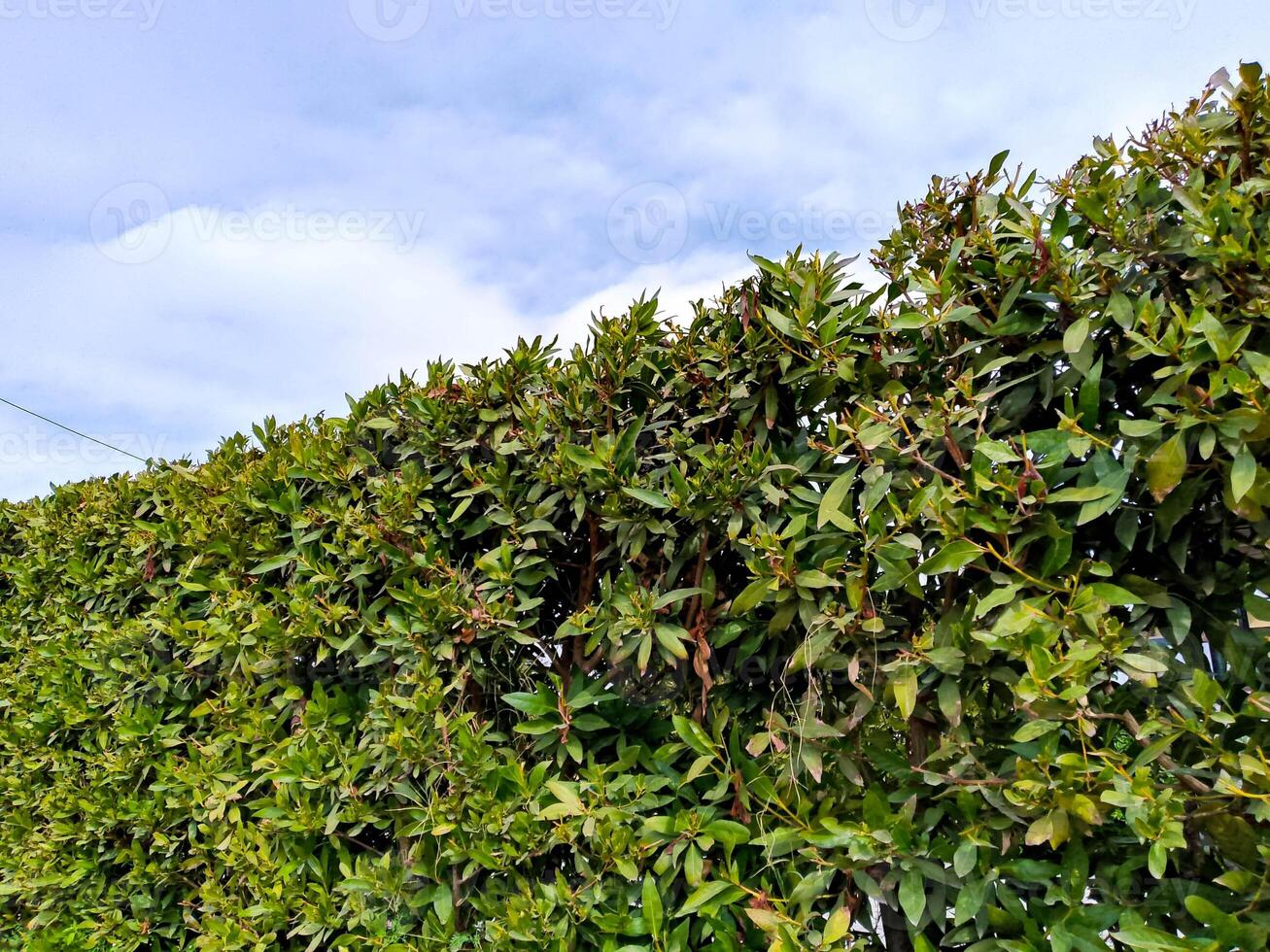 Plants make fence in the garden photo