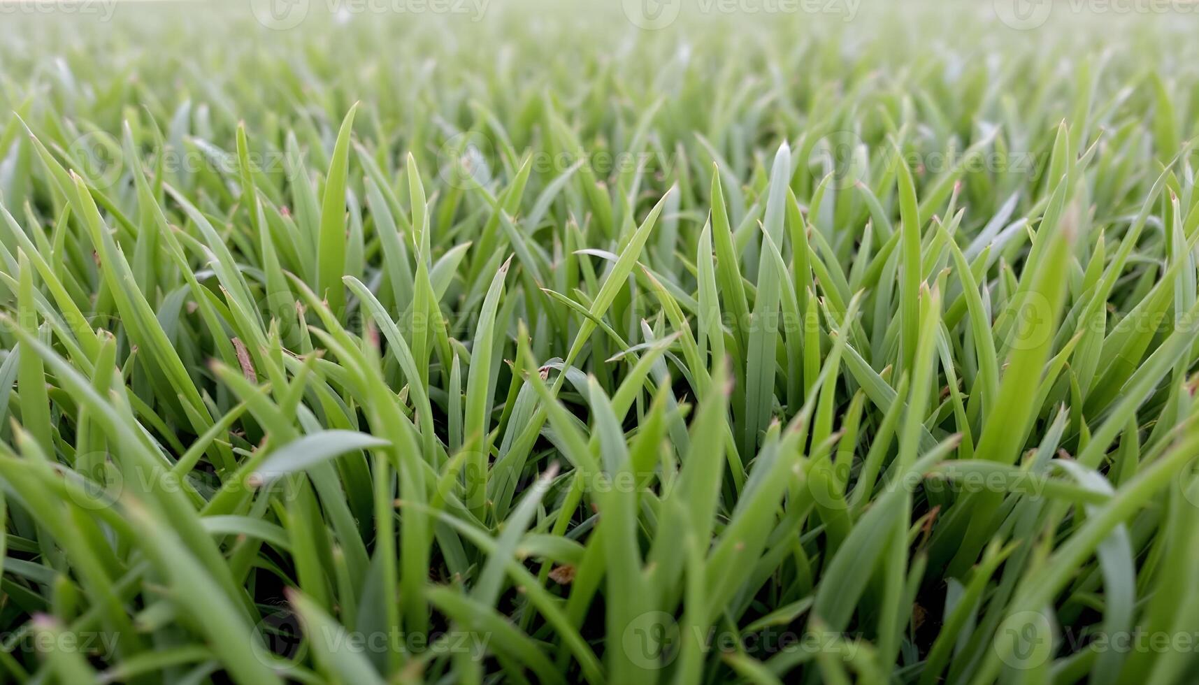 A close up of a field of green grass photo