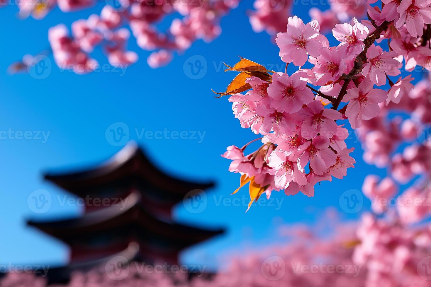 Blossoming cherry trees in front of traditional pagoda under clear blue sky create serene and picturesque scene. vibrant pink flowers contrast beautifully with architecture photo