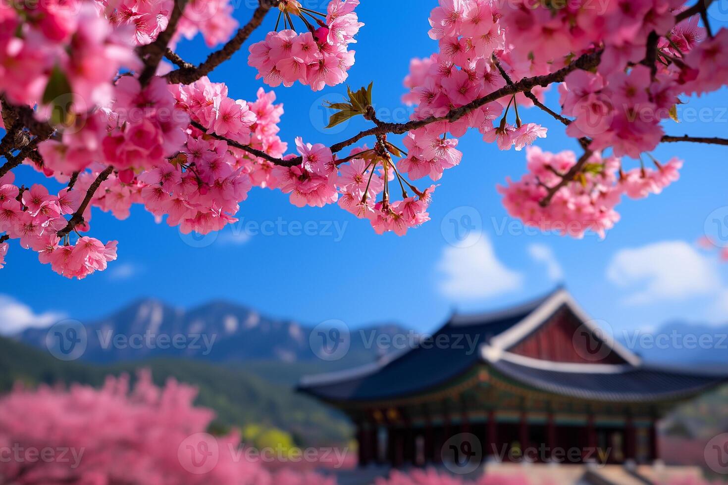 Beautiful cherry blossoms in full bloom against clear blue sky, with traditional building in background, creating serene and picturesque scene photo