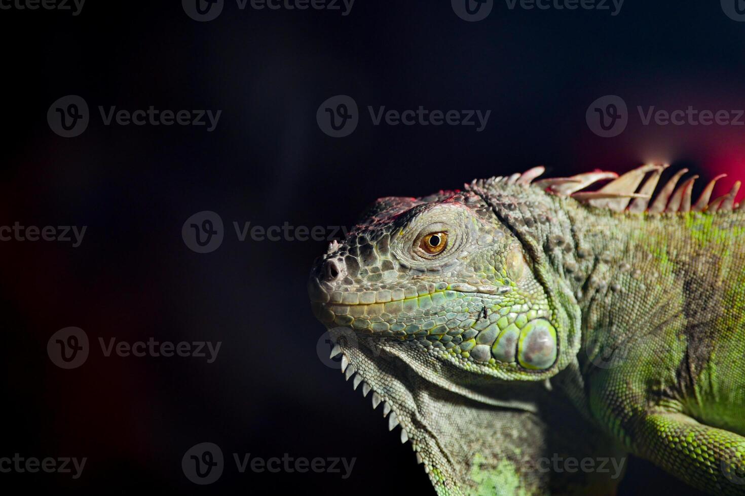 Iguana displays vibrant colors against a dark background photo