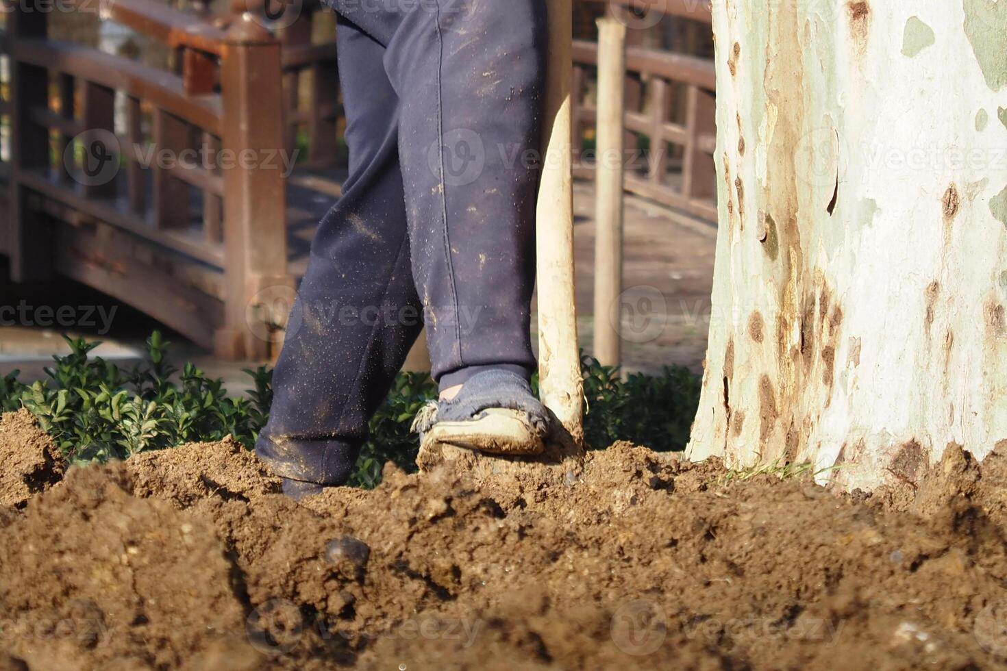 Person digging soil next to tree in a garden setting photo