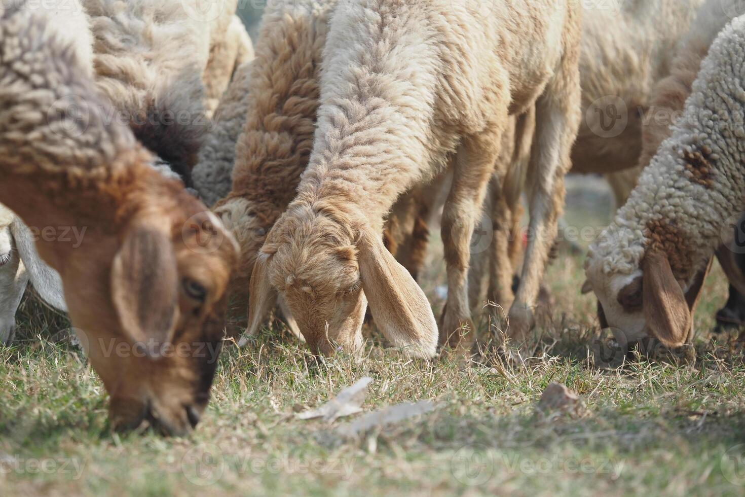 Sheep and goats grazing in a lush green field during daylight photo