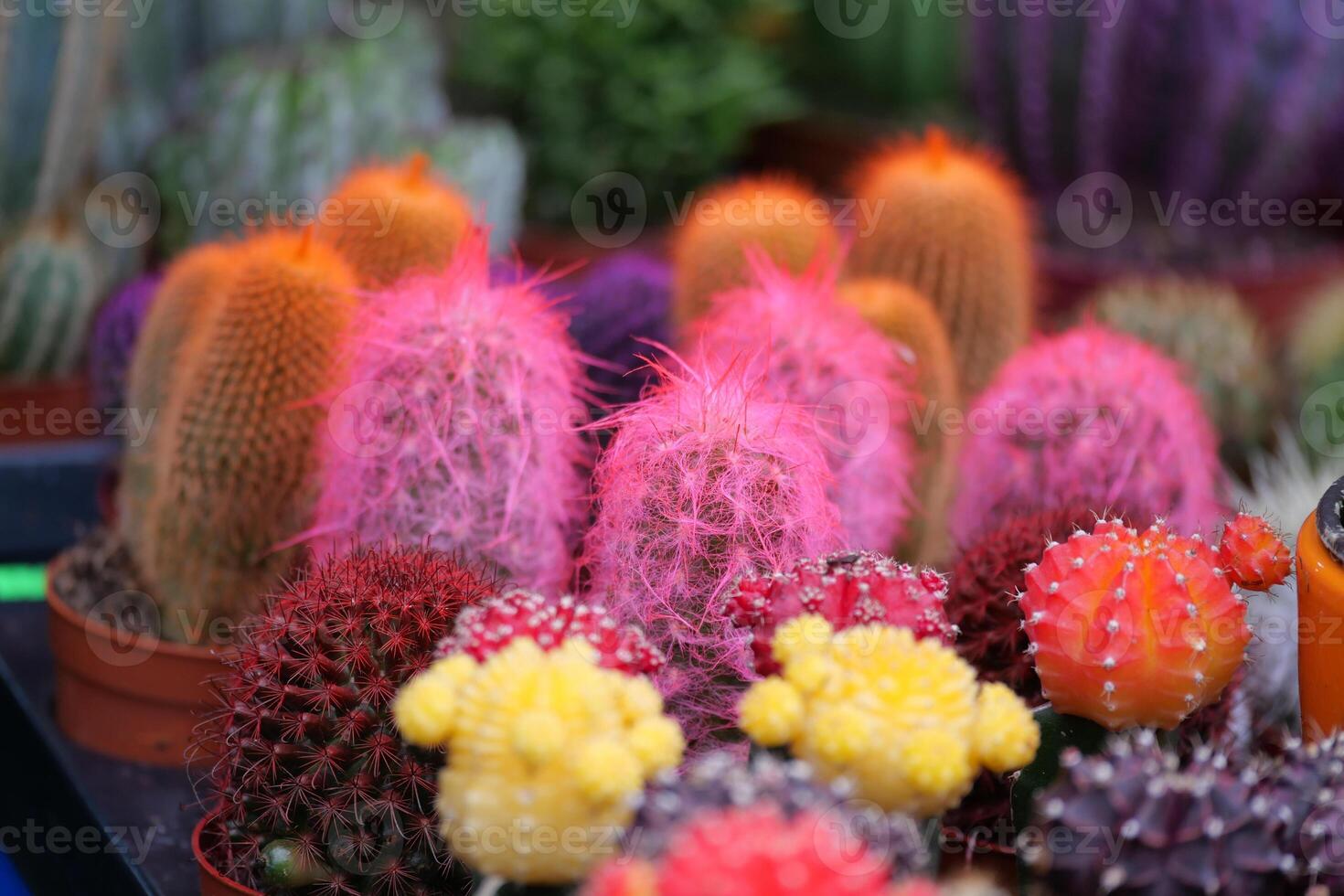 Brightly colored cacti at a local market during daytime photo