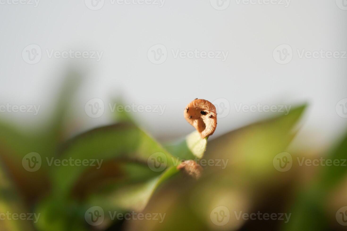Close-up view of a sprouting plant emerging from green leaves photo