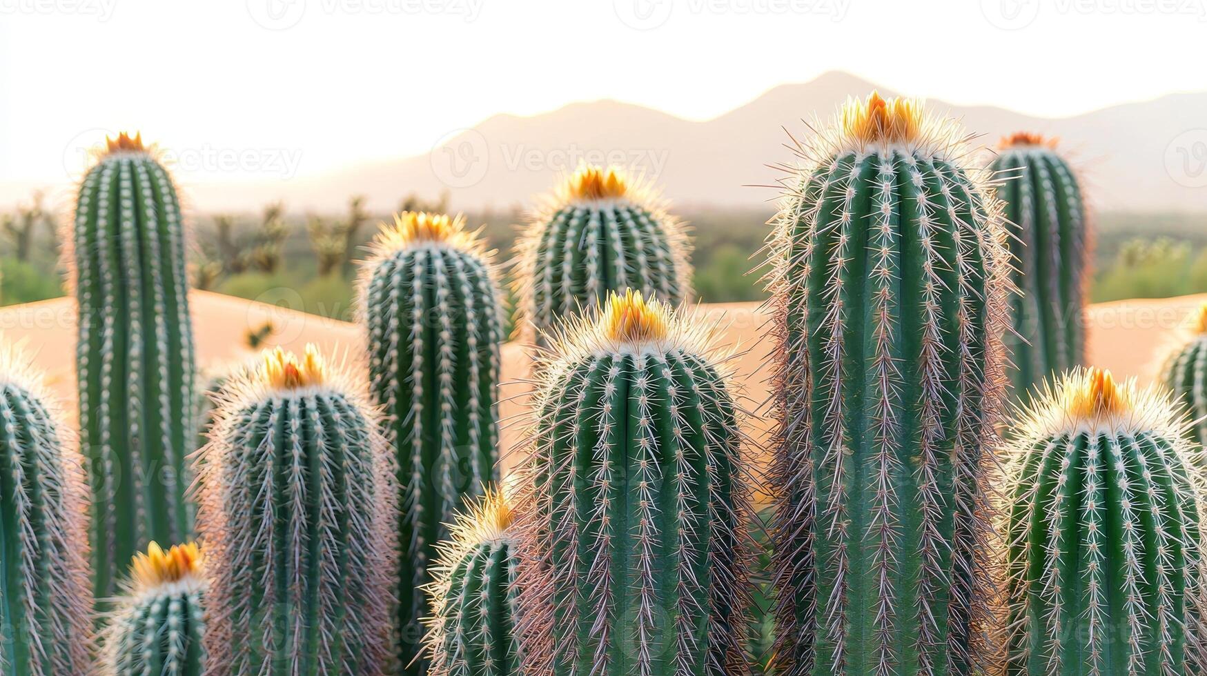 Desert and cactus seasonal concept. Cacti cluster against a sunset backdrop with mountains in the distance. photo