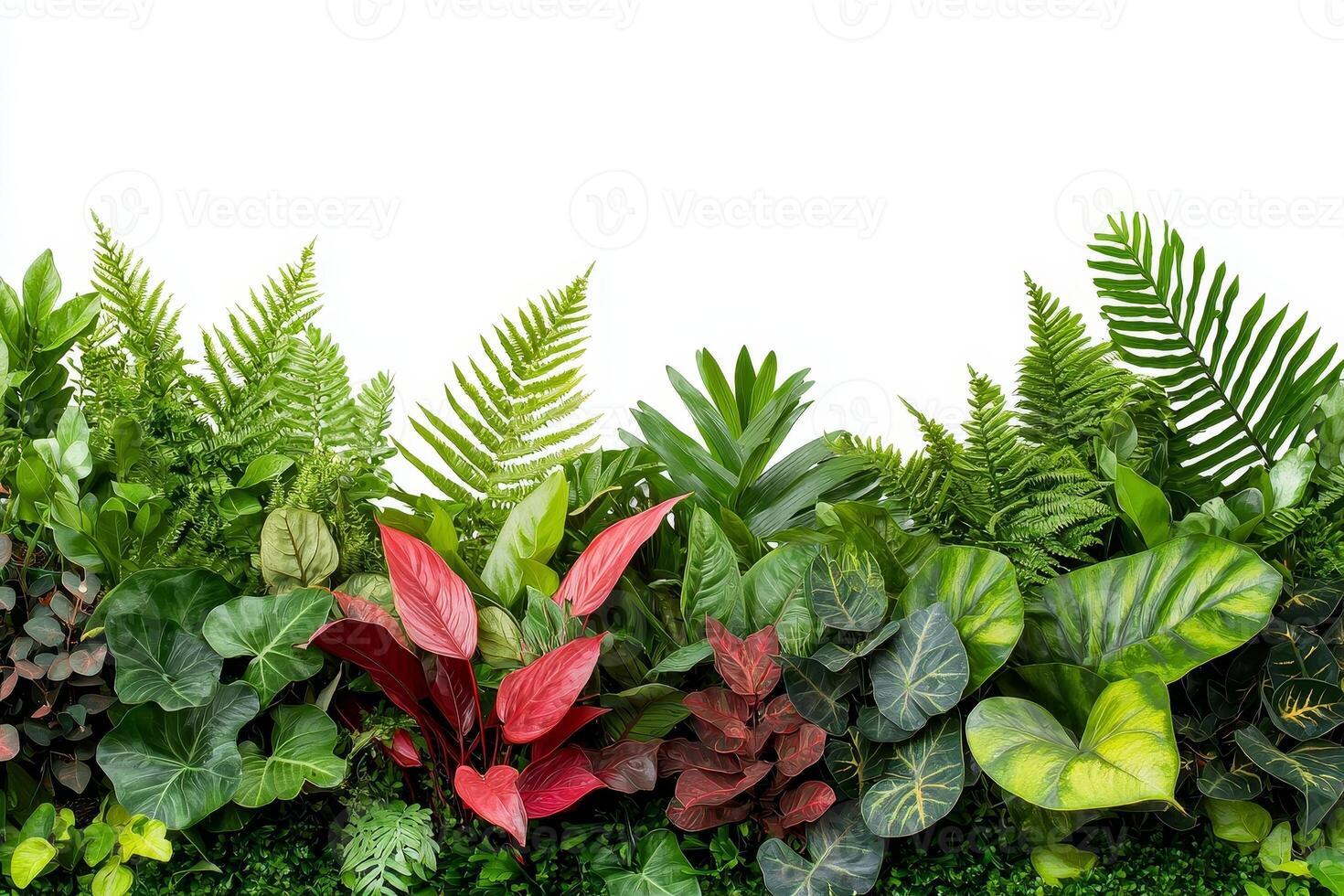 A vibrant collection of assorted green plants and foliage, showcasing a variety of textures and colors against a white background. photo