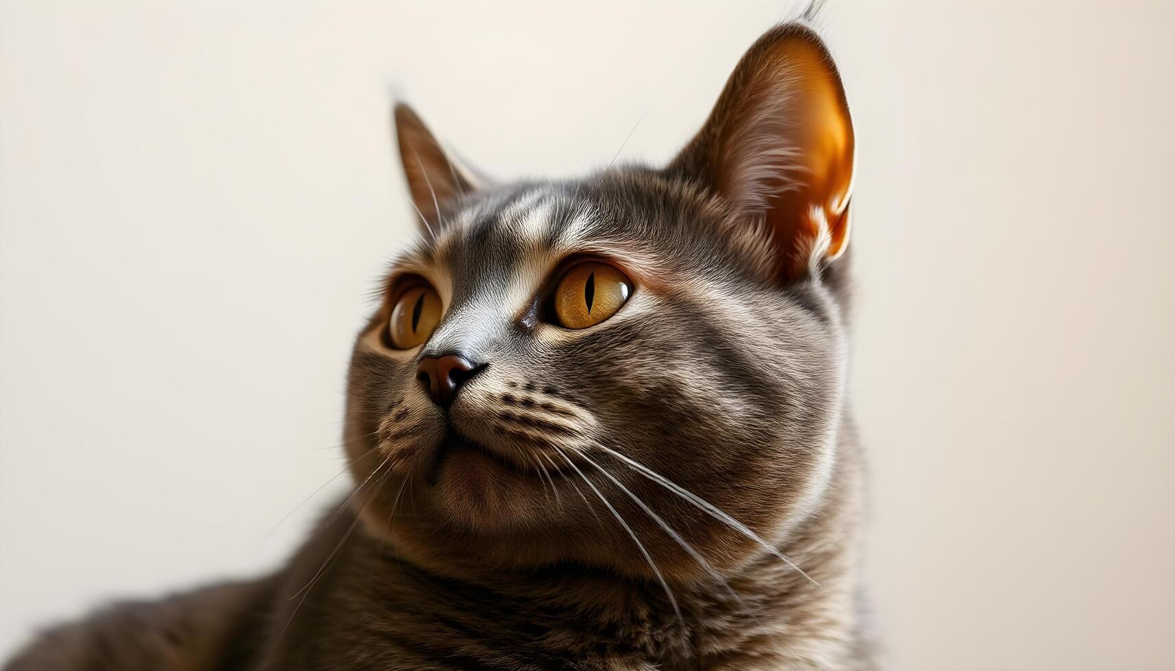 Gray cat with golden eyes and prominent whiskers, facing slightly to the side with a smooth coat photo