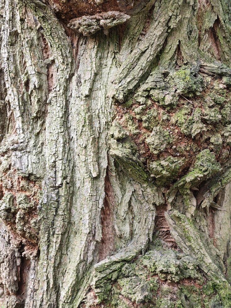Deciduous tree bark. Tree bark texture. Plant background photo