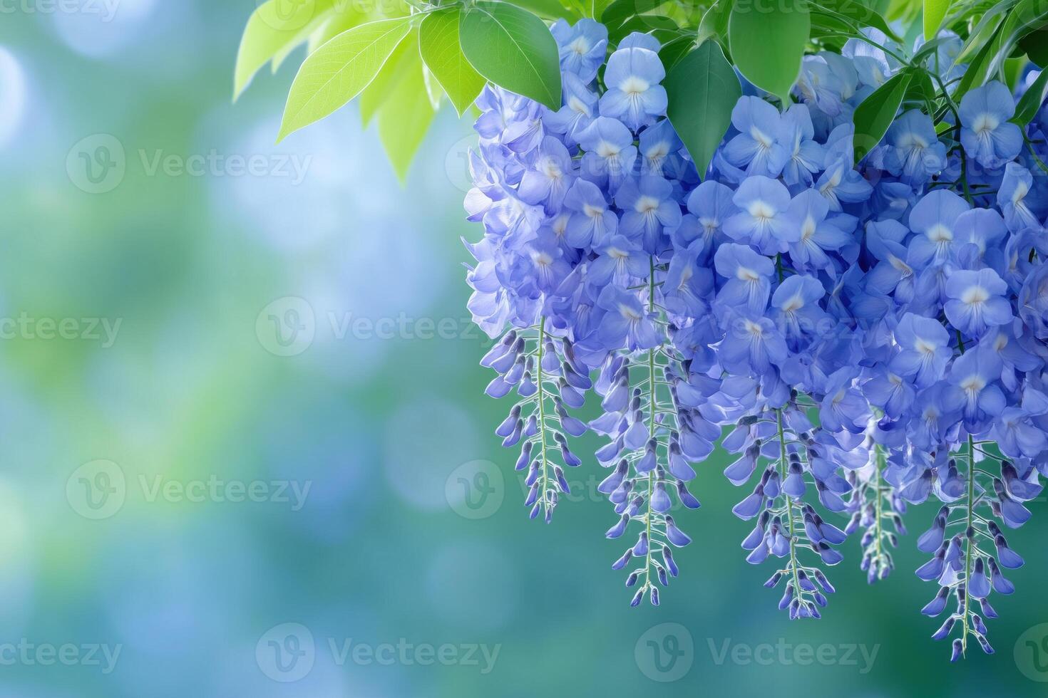 soft blue background with wisteria flowers photo